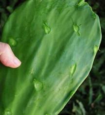 Nopal Cactus (Prickly Pear) Cleanned Nopal Cactus (Prickly Pear) Cleanned