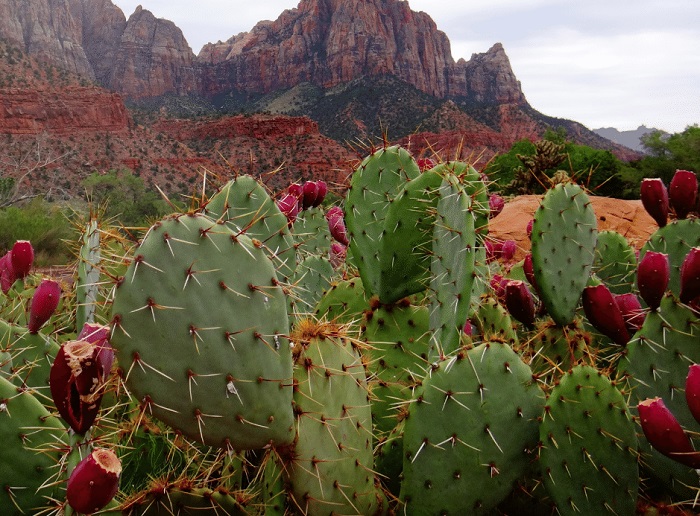 Nopal Powder Capsules (Prickly Pear) Is Mountain Grown Nopal Powder Capsules (Prickly Pear) Is Mountain Grown